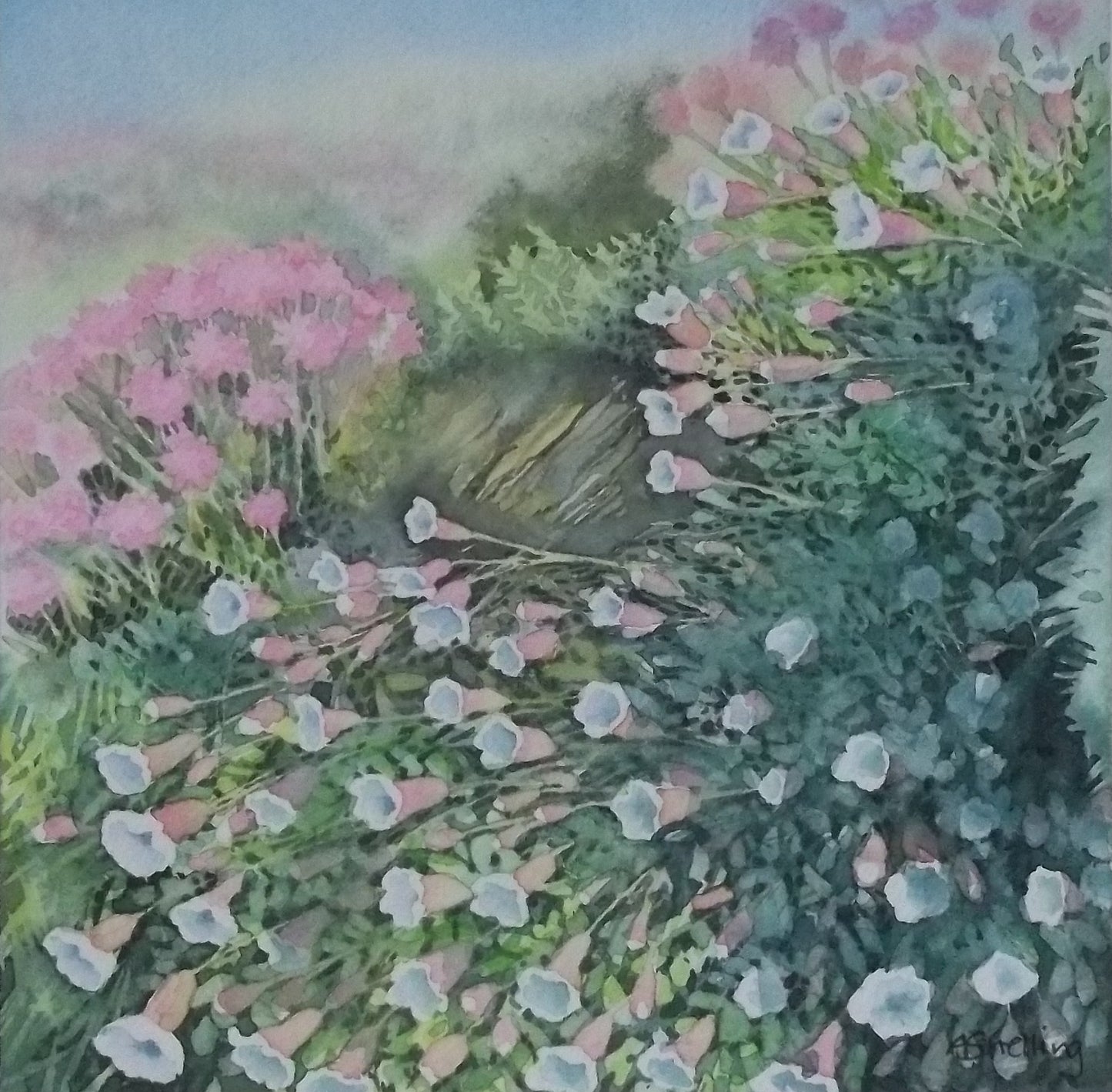 Pinks at Porthcothan
